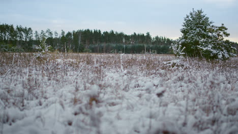 Frozen-plants-covering-snow-on-forest-background.-Closeup-snow-covered-grass.
