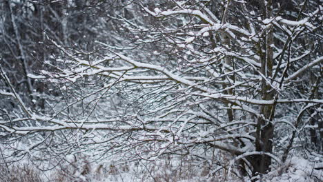 Snow-covering-bare-trees-in-winter-forest-close-up.-Snow-covered-frozen-plants.