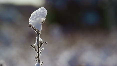 Dry-stem-covered-snow-standing-on-frozen-field-close-up.-Winter-landscape.