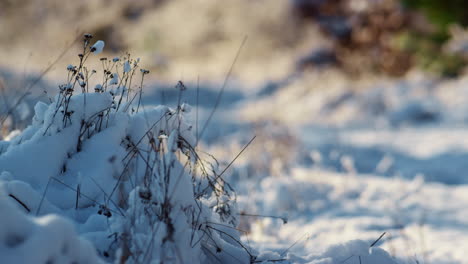 Verschneite-Natur,-Trockenes-Gras,-Bedeckt-Mit-Weißem-Schnee,-Nahaufnahme.-Schneebedecktes-Gefrorenes-Feld.