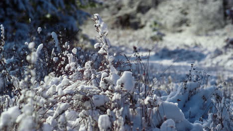 Weißer-Schnee-Bedeckt-Trockenes-Gras-Auf-Gefrorenem-Feld-Aus-Nächster-Nähe.-Schneebedeckte-Vegetation.