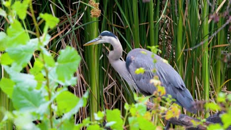 Una-Gran-Garza-Azul-Acecha-A-Su-Presa