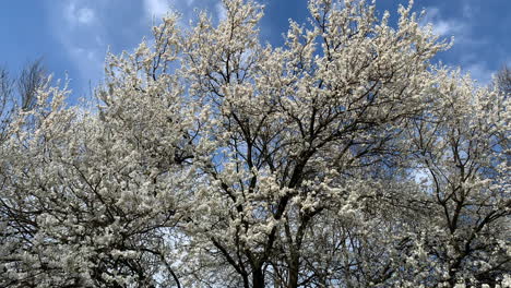 Kirschblüten-In-Voller-Blüte