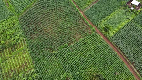 Aufsteigende-Luftaufnahmen-Von-Zufriedenstellend-Perfekten-Reihen-Grüner-Feldfrüchte-Auf-Einer-Farm-In-Kenia