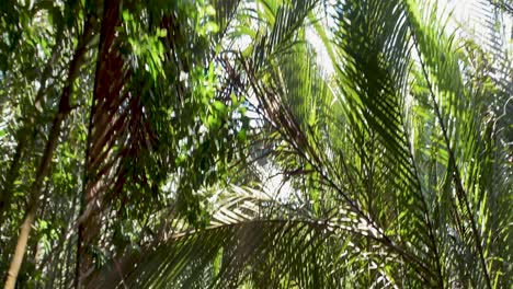 Mujer-Asiática-Caminando-A-Través-Del-Paseo-Marítimo-Del-Dosel-De-Follaje-En-El-Pantano-De-Manglares-En-La-Isla-De-Pulau-Ubin,-Singapur