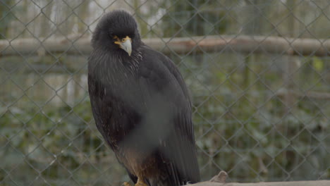 Close-up-of-black-falcon-in-large-bird-cage