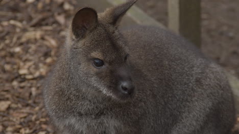 Close-up-of-Bennet's-Wallaby-sitting-on-path-in-petting-zoo