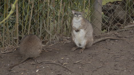 Two-red-necked-wallaby-standing-near-fence-in-petting-zoo