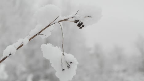 Schnee-Sammelt-Sich-Auf-Kleinen-Trockenen-Pflanzen-Im-Wolkigen-Winter