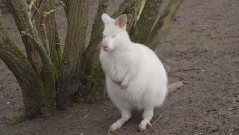 portrait-of-Albino-Bennett's-wallaby-standing-and-hopping-away