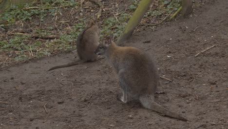Two-Bennet's-Wallaby-sitting-on-path-in-petting-zoo