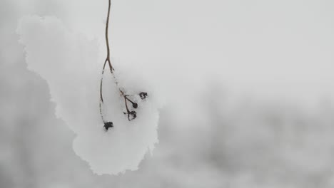 Trockene,-Zarte-Pflanze,-Die-An-Bewölkten-Tagen-Mit-Schnee-Bedeckt-Ist