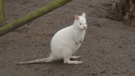 Wide-portrait-of-Albino-Bennet's-Wallaby-in-petting-zoo