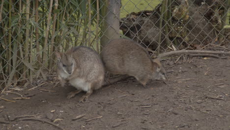 Two-red-necked-wallaby-moving-around-near-fence-in-petting-zoo