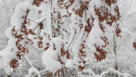Snow-covered-dry-leaves-on-branches-on-cloudy-day