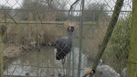 wide-shot-Black-crowned-crane-in-cage-in-small-zoo