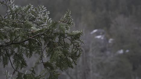 Closeup-Of-A-Green-Coniferous-Tree-With-Ice-On-Branches,-Beautiful-Forest-Landscape
