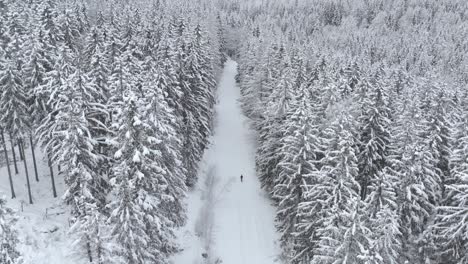 Aerial-view-overlooking-a-natural-trail-with-running-man-in-distance,-in-middle-of-snow-covered-trees-and-snowy-forest,-on-a-winter-day---drone-shot,-following,-tilt-up