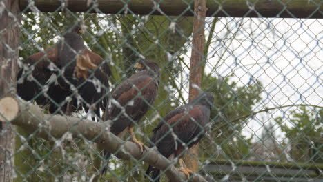 Several-Harris's-hawks-sitting-and-looking-around-in-bird-cage---close