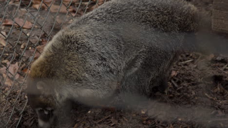 ring-tailed-coati-trying-to-dig-underneath-fence-and-escaping-small-cage