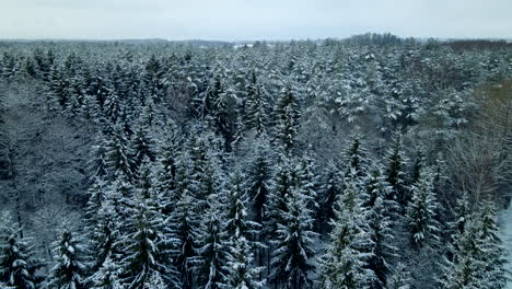 Ein-Großer-Wald-Mit-Grünen-Kiefern,-Die-An-Einem-Bewölkten-Tag-Mit-Weißem-Schnee-Bedeckt-Sind