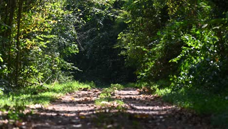 Camino-A-Través-De-La-Selva,-Lapso-De-Tiempo,-Parque-Nacional-Kaeng-Krachan,-Tailandia