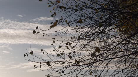 Dry,-dead-leaves-shaking-on-tree-branches-on-morning-sky
