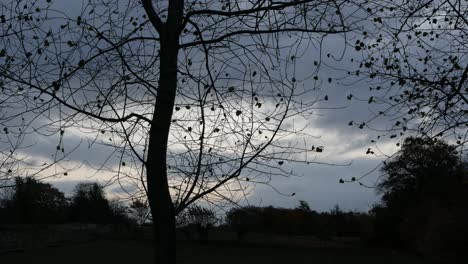 Silhouette-of-tree-with-bare-branches-and-few-dry-leaves-on-cloudy-sky