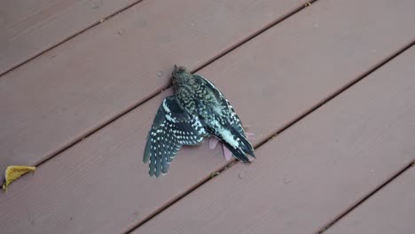 Bird-with-Injured-Wing-on-Wooden-Deck---Top-View-Woodpecker-Labored-Breathing