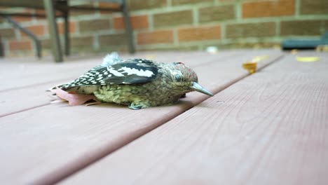 Injured-Woodpecker-Laying-on-Wooden-Deck---Moving-Camera