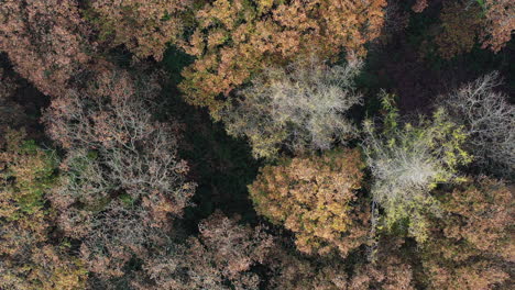 Drone-shot-looking-directly-down-onto-a-forest-canopy-in-Autumn-colours,-while-slowing-rising-up,-in-the-Uk