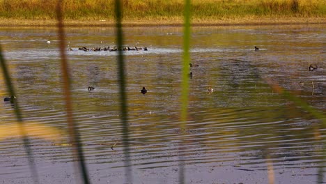 Wild-ducks-and-lake-birds-swim-on-calm-pond-water-and-fly-over-reeds-at-Autumn