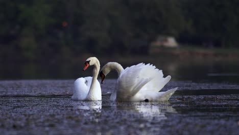 Swan-couple-swim-and-feed-on-calm-water-of-lake,-beautiful-wild-birds-with-white-feathers