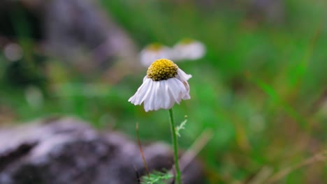 A-static-shot-of-a-small-white-with-yellow-wildflower-blowing-in-the-wind-with-a-mountain-meadow-blurry-background
