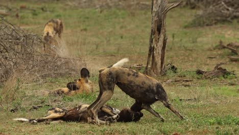 Dos-Perros-Salvajes-Uniéndose-Y-Lamiéndose-Las-Caras,-Parque-Nacional-Kruger