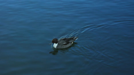 Male-Northern-Pintail-Swimming-And-Paddling-On-Calm-Water
