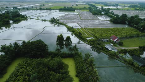 Drone-shot-of-rice-fields-in-tropical-area