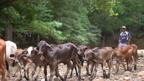 Granjero-En-El-Campo-Con-Ganado,-Vacas-Y-Toros-Junto-Al-Río