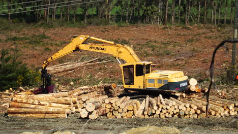 Bagger-Hyundai-Auf-Dem-Wald-über-Großen-Holzstämmen-Entwaldungsszene-Von-Neuseeland