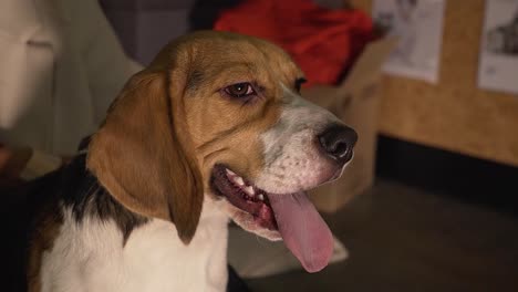 Woman-petting-her-beagle-dog-while-sitting-on-the-floor