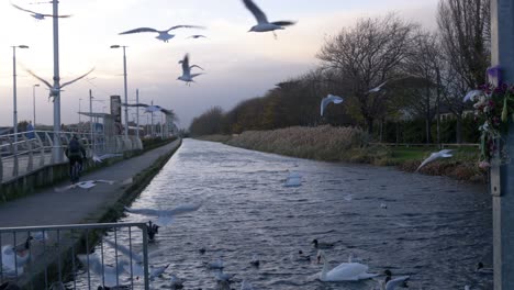 Fliegende-Möwen-Und-Schwimmende-Schwäne-Auf-Dem-Grand-Canal-In-Der-Nähe-Von-Inchicore-In-Dublin,-Irland-In-Der-Abenddämmerung