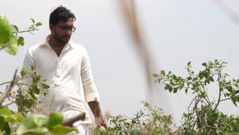 Pakistani-Farmer-Walking-Through-Plantation-Field-Holding-Green-Pomelo