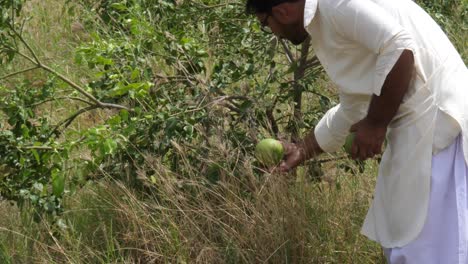 Agricultor-Pakistaní-Revisando-La-Cosecha-De-Pomelo.-Camara-Lenta