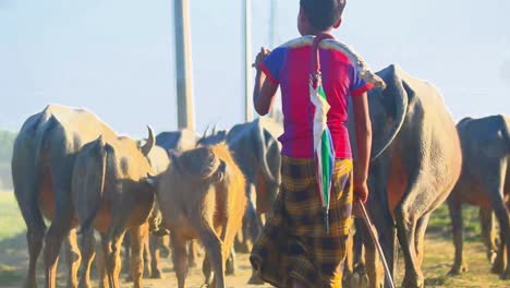 Cow-drover-moving-bunch-of-buffalo-in-Bangladesh,-handheld-back-view