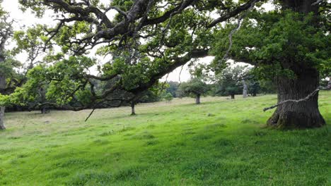 Gimbal-motion-shot-towards-and-underneath-sessile-oak-on-beautiful-slope-green-area