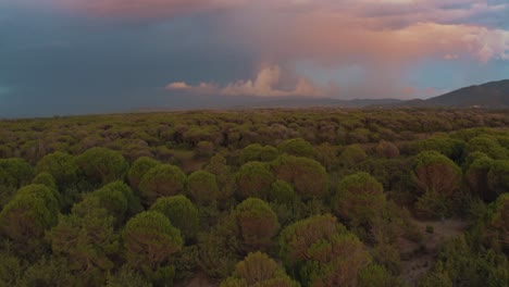 Wunderschöne-Anamorphotische-Kinodrohnenaufnahmen-Aus-Der-Luft-Des-Großen-Grünen-Kiefernwaldes-Im-Ikonischen-Naturpark-Maremma-In-Der-Nähe-Von-Grosseto-In-Der-Toskana,-Italien,-Mit-Dramatischen-Wolken,-Die-Den-Himmel-Bei-Sonnenuntergang-Bedecken