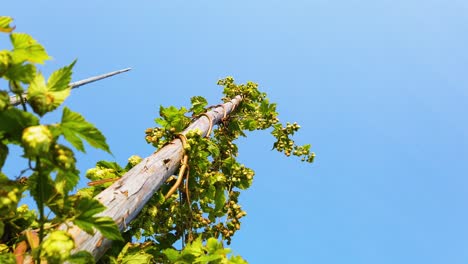 View-from-base-of-tall-Hops-or-Humulus-Lupulus-standing-high-against-clear-blue-sky