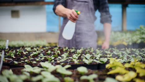 Farmer-Watering-Fresh-Plants-In-Greenhouse