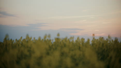 Plants-In-Field-Against-Sky-At-Sunset