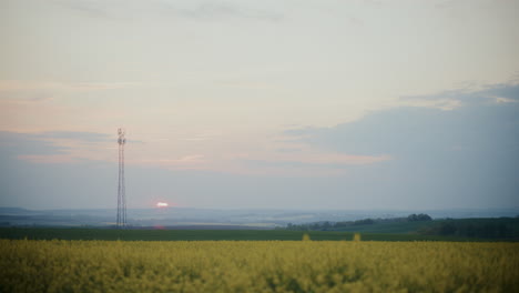 Plantas-En-El-Campo-Contra-El-Cielo-Durante-La-Puesta-De-Sol